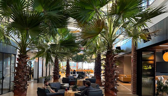 Cielux LED for Palm Trees at Hula Lakeside in Vermont