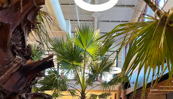 Cielux LED for Palm Trees at Hula Lakeside in Vermont