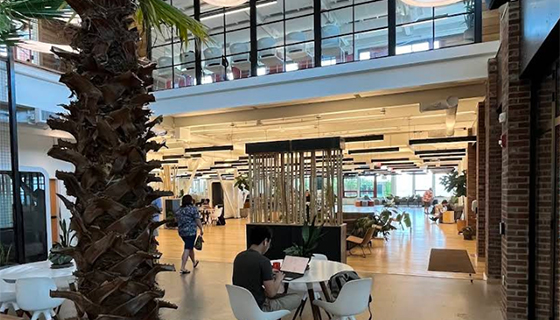 Cielux LED for Palm Trees at Hula Lakeside in Vermont