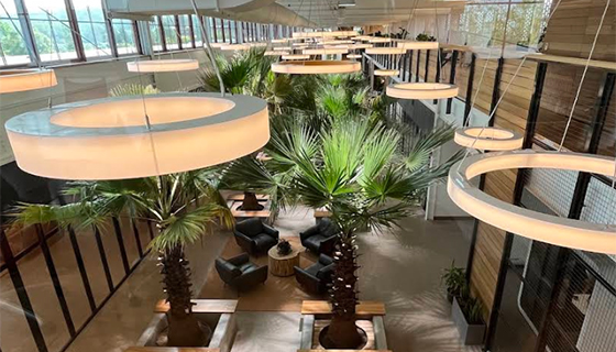 Cielux LED for Palm Trees at Hula Lakeside in Vermont