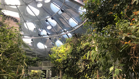 Cielux LED for Osher Rainforest Biodome