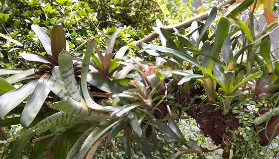 Cielux LED for Osher Rainforest Biodome