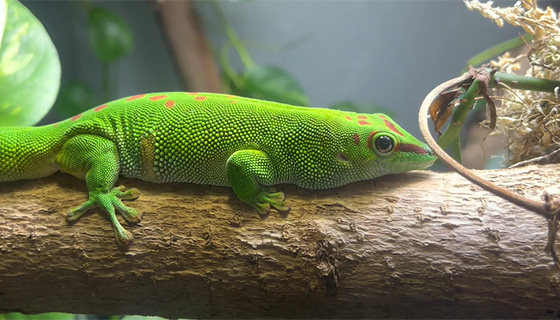 Cielux LED for Osher Rainforest Biodome