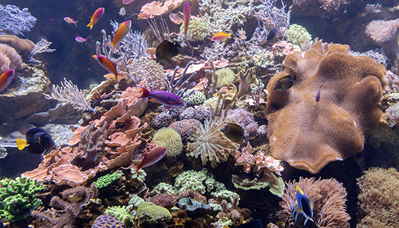 Cielux LED for Wonder of Water at Shedd Aquarium