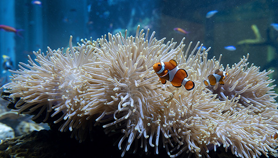 Cielux LED for Wonder of Water at Shedd Aquarium