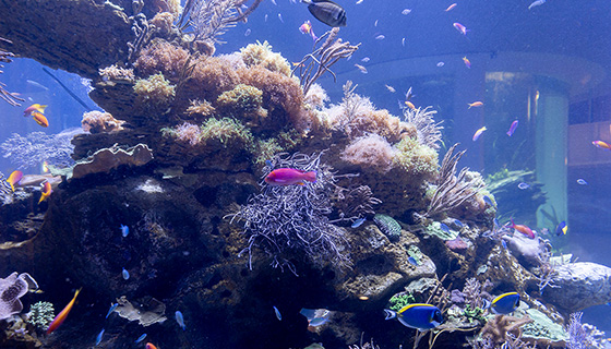 Cielux LED for Wonder of Water at Shedd Aquarium