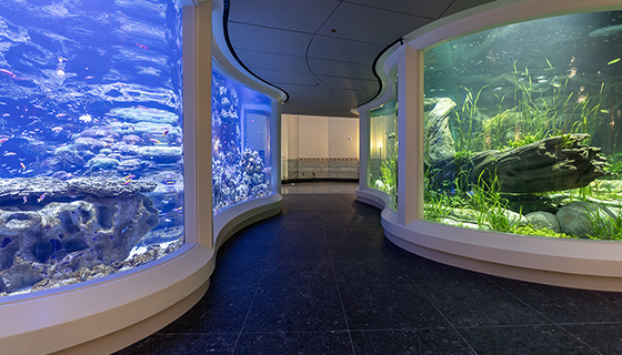 Cielux LED for Wonder of Water at Shedd Aquarium