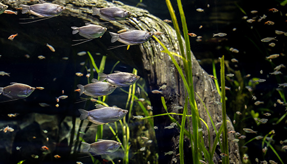 Cielux LED for Wonder of Water at Shedd Aquarium