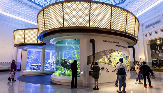 Cielux LED for Wonder of Water at Shedd Aquarium